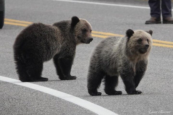 Yellowstone Open Air Tours by Cody Wyoming Adventures  image