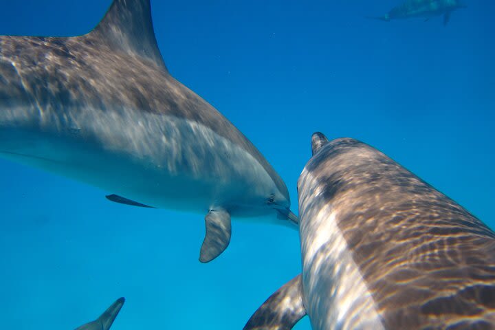 Dolphin House - VIP Snorkeling Sea Trip & water Sports-Hurghada image