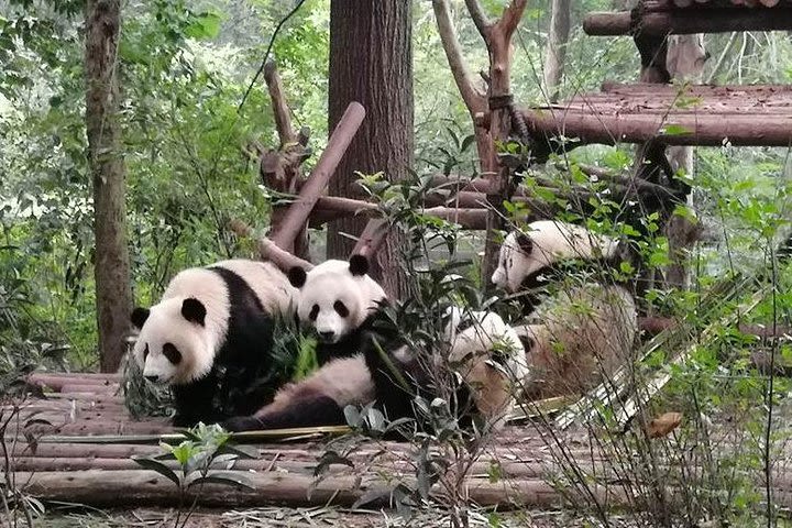 Chengdu Giant Panda Base Private half day tour image