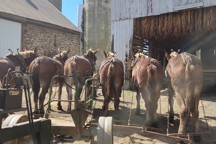 Unique Amish Immersion in Lancaster image