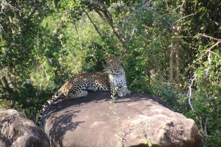 Morning safari - Bundala National Park - 05.30 am to 10.00 Am  image