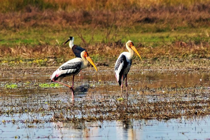 Samsara Trekking: Nepal Birding Holidays  image