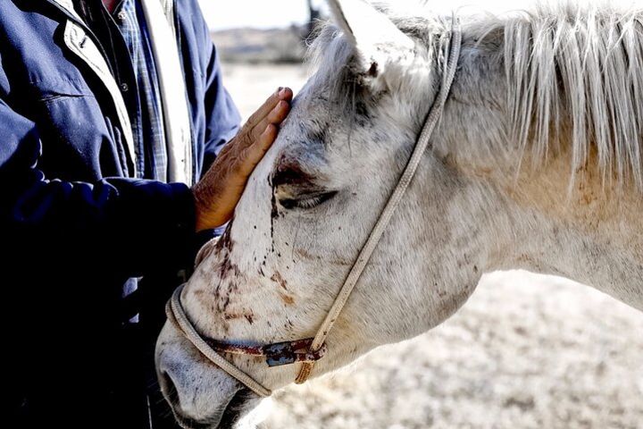 Equine Therapy Lesson w/ Horseback Riding add-on image