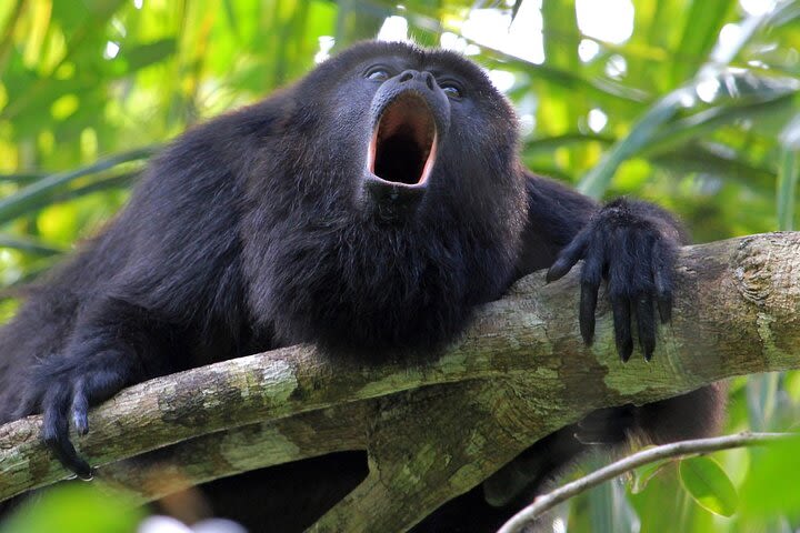 Monkey River Tour (with transportation from Hopkins) image