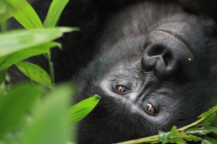 3 Days Fly-in Safari: Virunga Gorilla Trekking image