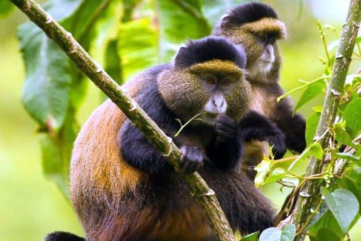 Tourism Gorilla trekking, Nyungwe Forest, Nyiragongo volcano-DRC,Rwa, Bur,PK image