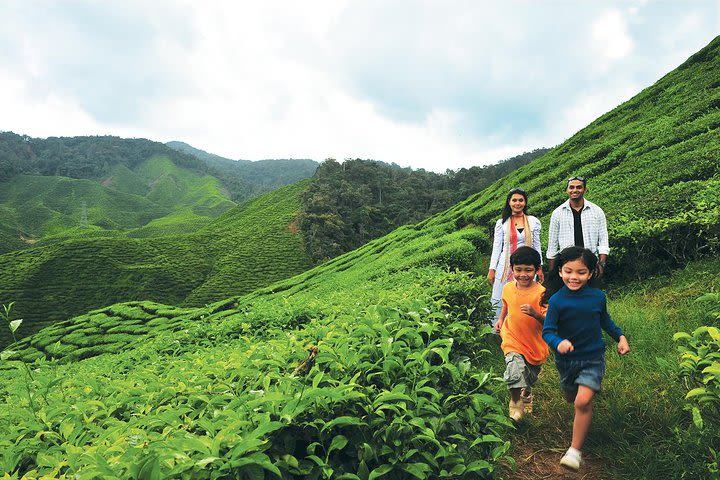 2-Day Cameron Highlands from Kuala Lumpur image