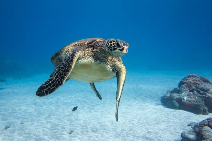 Molokini Wild Side Snorkel image