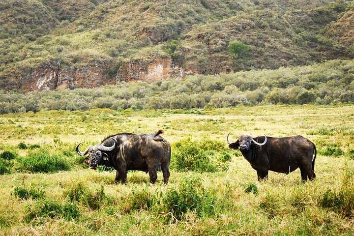 Day Trip – Hell Gate, Lake Naivasha Birds Boat safari & Crescent Nature Walk image