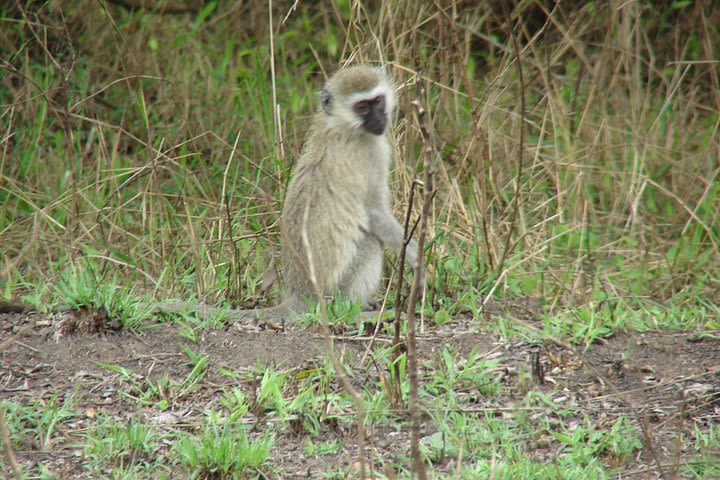 Day trip to Nairobi National Park and David Sheldrick  image