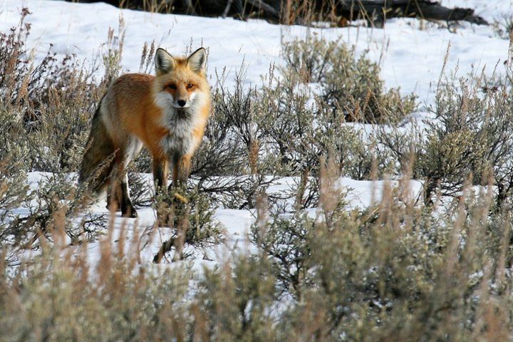 Yellowstone Private Lower Loop Adventure image