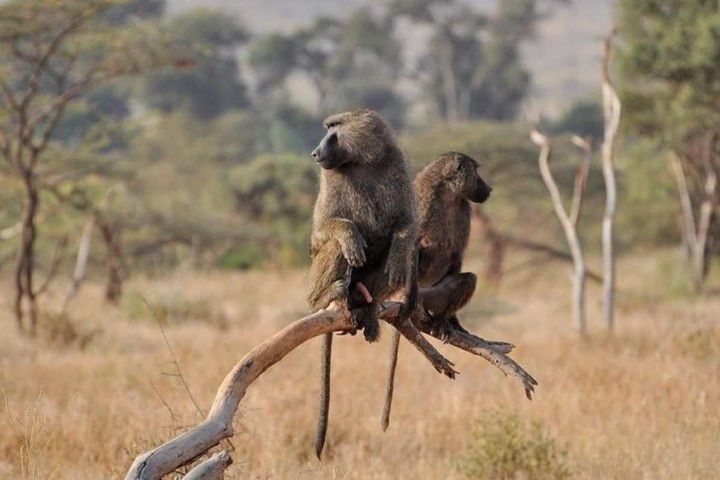 Nairobi National Park, David Sheldrick and the Giraffe centre day trip image