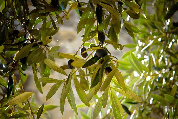 Olive Oil Production & Plantation Tour with Tasting image