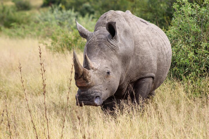 Safari Hlane Royal National Park image