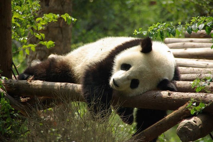 One-Day Private Panda Tour Of Chengdu image