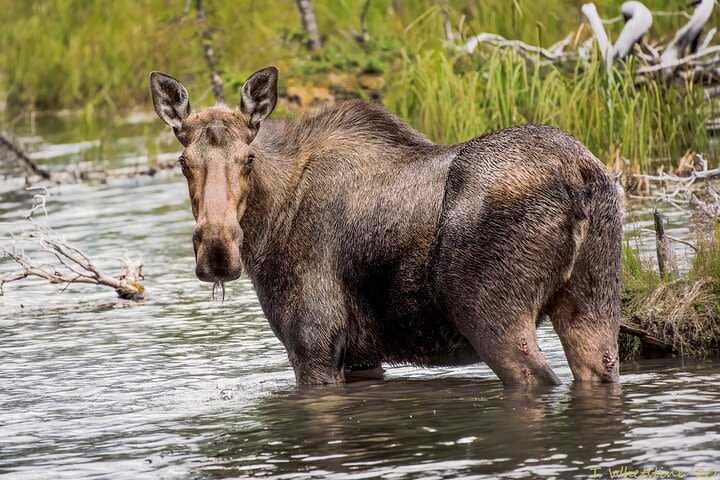 Private Half-Day Moose Pond and Wildlife Excursion in Denali image