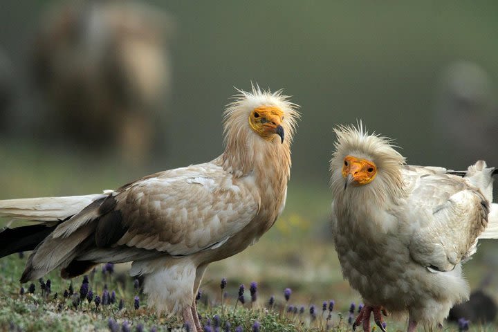 Two-day Birding Trip: The Eastern Rhodopes & Sakar image