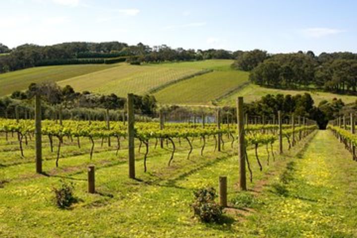 Mornington Peninsula Small-Group Wine Tour with Lunch and Morning Tea image