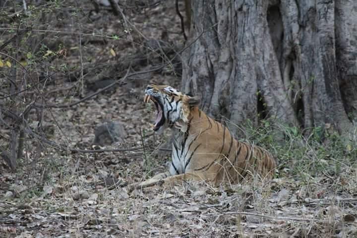 Private Full Day Trip to Ranthambore image