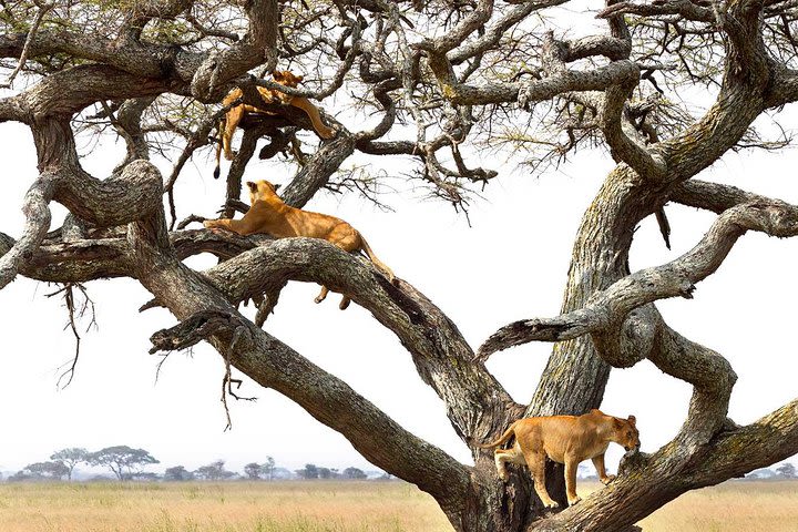 Lake Manyara National Park Day Tour image