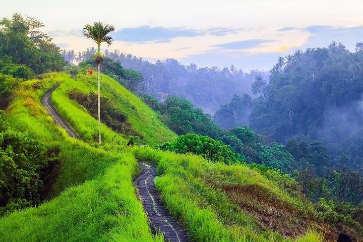 Ubud Countryside Tour: Campuhan Ridge Walk, Rice Terrace, and Coffee Plantation image