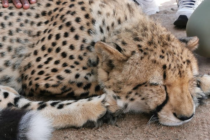 Cheetah Outreach Tour Somerset West, Gordon's Bay and Strand Beaches  image