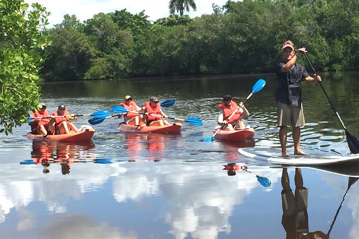 Naples FL, Kayak Mangrove Forest Tour image