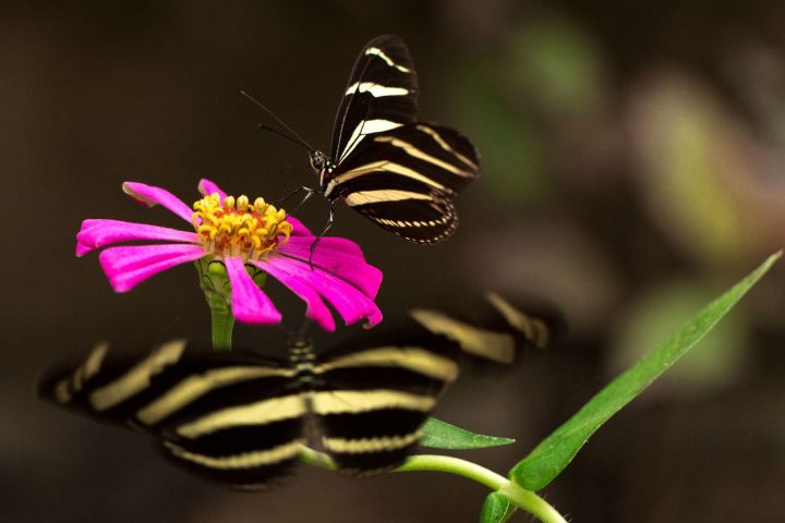 Butterfly Sanctuary Group Guided Tour image