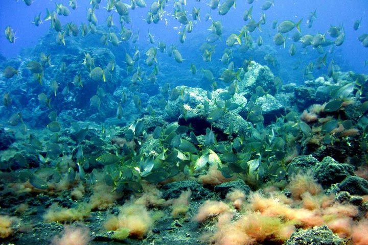 Snorkeling tour along the coast image