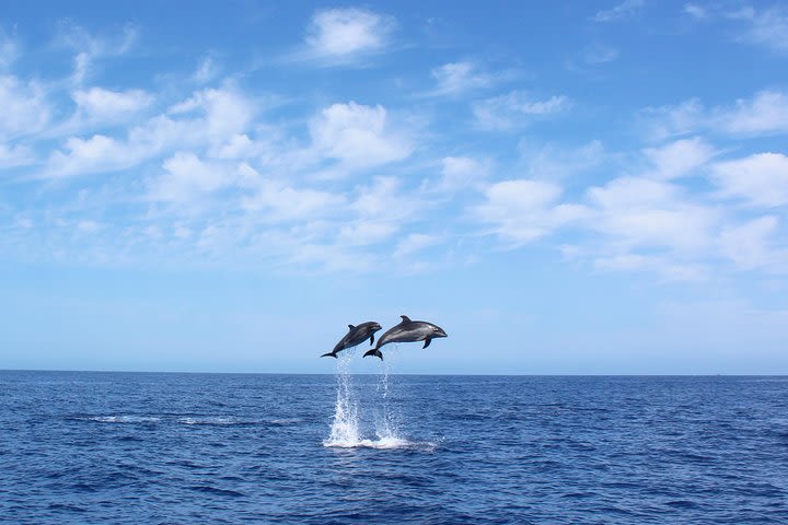 Whale and Dolphin Watching Tour in Madeira image