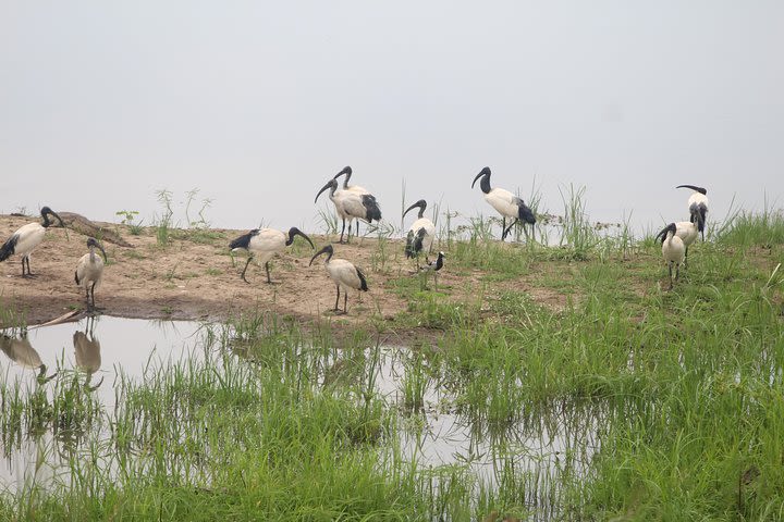 The Mosi oa Tunya National Park Game Drive image