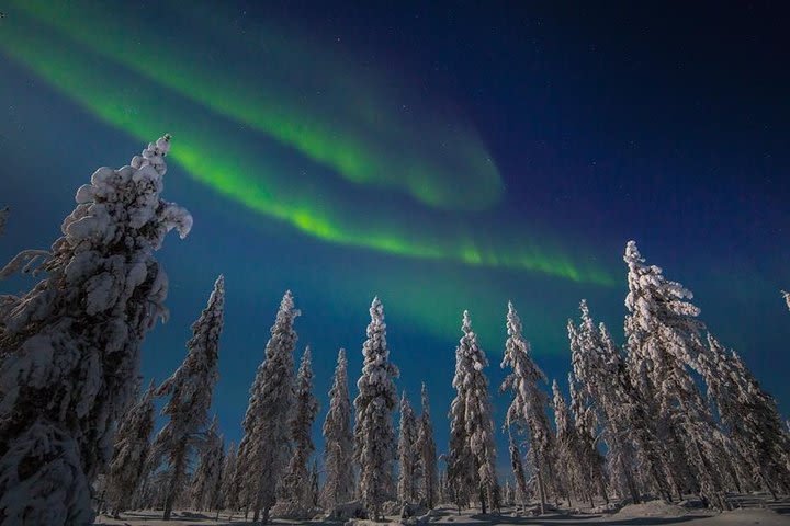 Hunting Northern Lights with Husky image