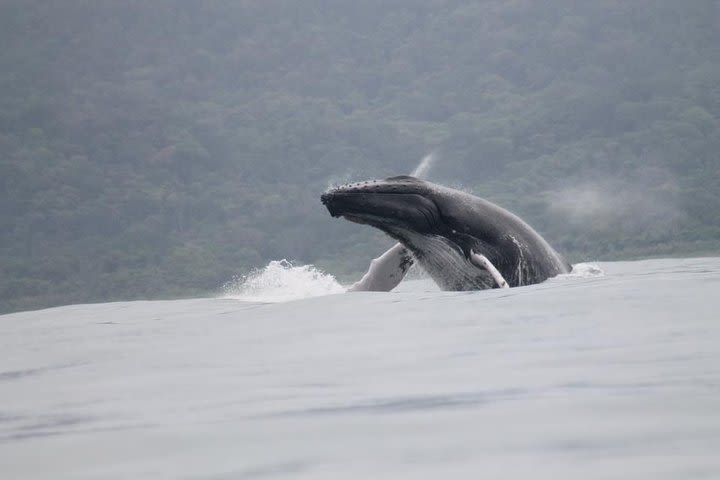 Whales and Dolphins watching Tour From Uvita image