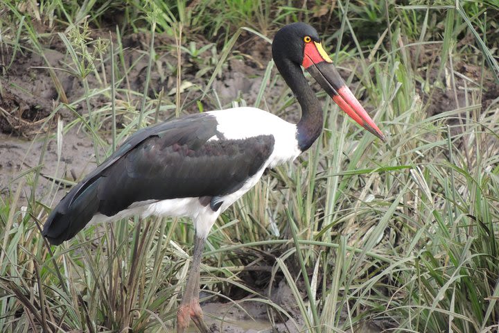 Ruaha Safari (Day Trip) image