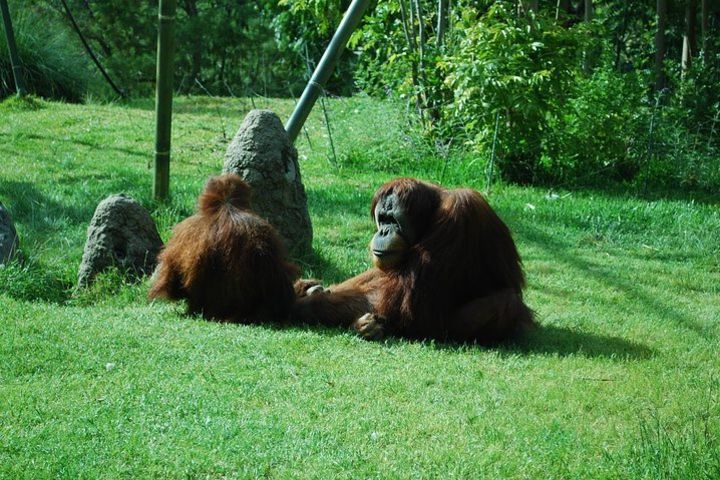 Bukit Merah Orang Utan Island Tour and Ipoh from Kuala Lumpur image