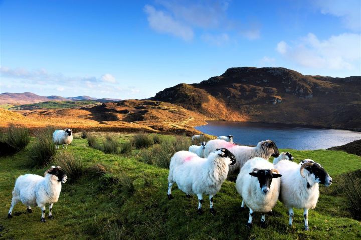 Connemara Castles & Sheepdog Demo Tour image