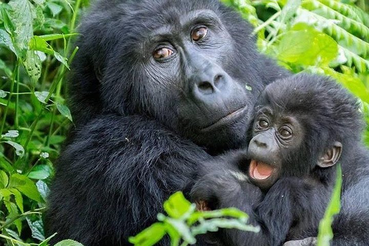 3 Day Gorilla Trekking Tour image