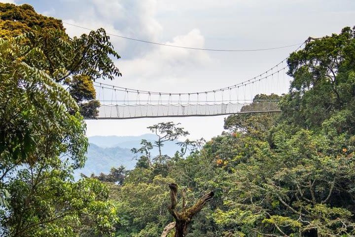 2 days Canopy walk and Chimpanzee trekking  image