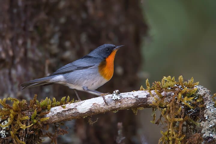 Private Birdwatching Tour and Photography  image