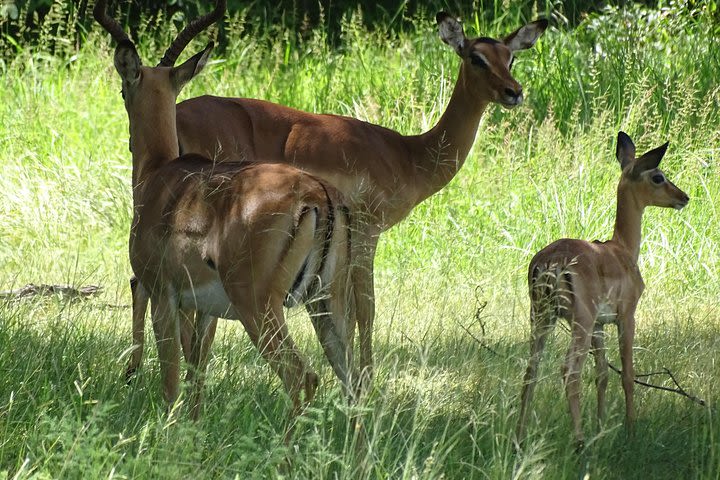 Game Drive & Rhino Safari Experience image