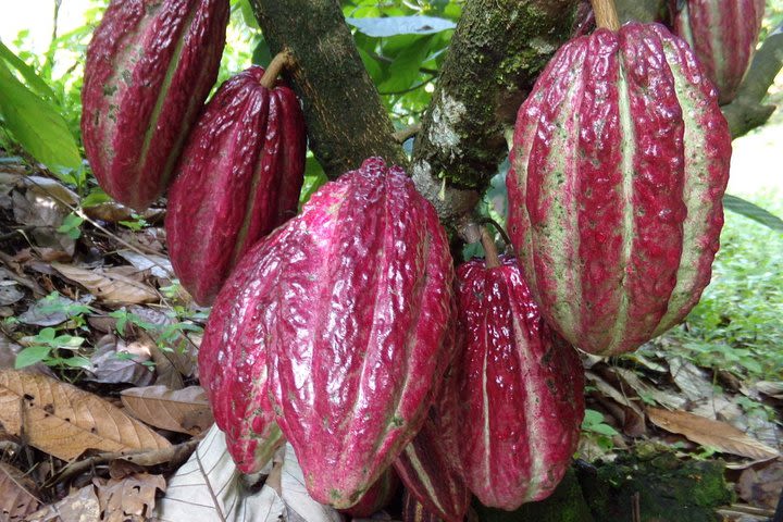 Private tour: Peacebuilding in Antioquia - From Coca Fields to Cocoa! image