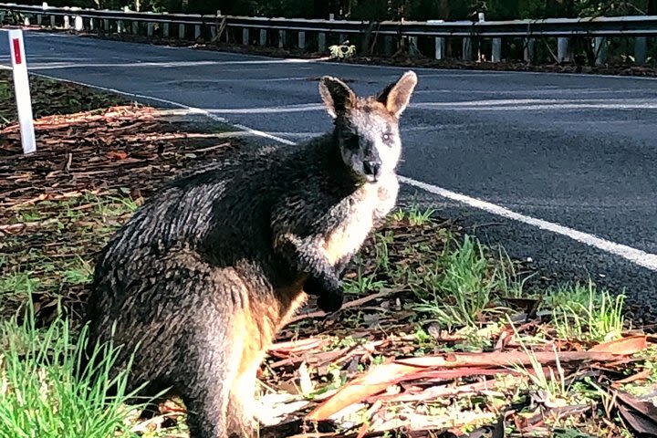 Small-Group Great Ocean Road and Twelve Apostles Full-Day Tour image