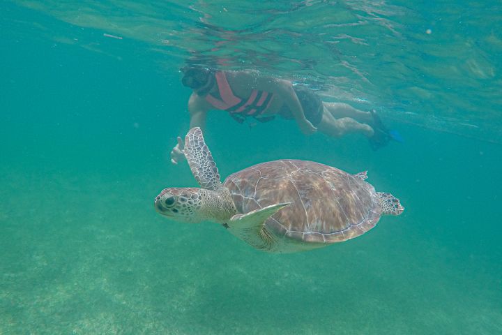 Private Sea Turtle Swim & Mayan Underworld Exloration image