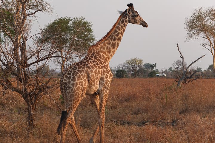 Ngorongoro crater Day trip image