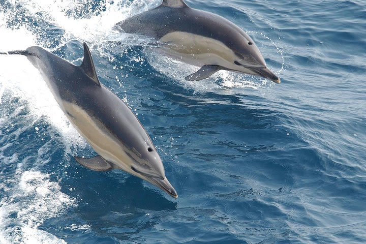 Kizimkazi Dolphin Tour image