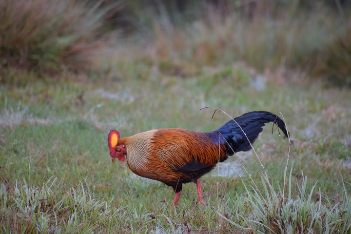 Horton Plains National Park Hike from Nuwara Eliya image