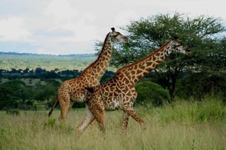 Wildlife Safari Adventure to Saadani National Park image