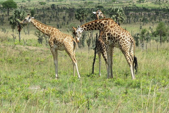 6 Day Uganda Safari in Murchison Falls and Bwindi Impenetrable Park image