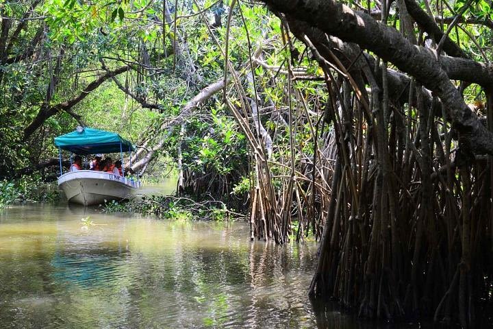 Pantanos de Centla Biosphere Reserve Tour from Villahermosa image