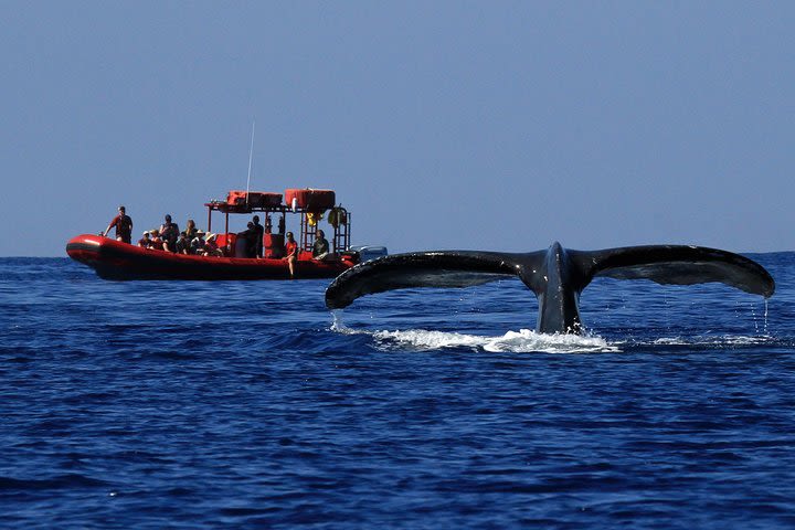 Maui Whale-Watching Tour by Raft from Kihei image